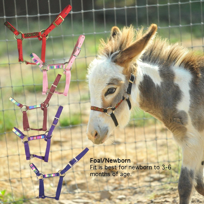 Miniature Donkey Foal & Small Size Halter w/ overlay Choose Etsy