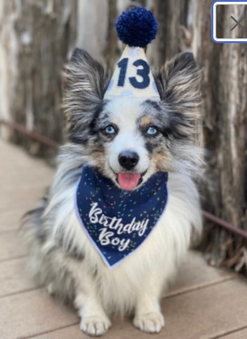 Dog Birthday Hat Pet Party Hat Dog 1st Birthday Puppy Etsy