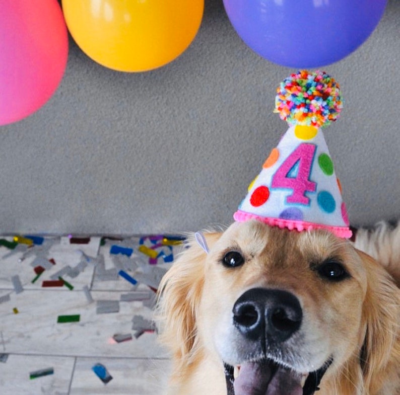 Puede incluir: Un perro golden retriever con un gorro de cumplea&ntilde;os rosa y blanco con lunares de colores y el n&uacute;mero "4" en &eacute;l. El perro est&aacute; mirando a la c&aacute;mara y tiene una expresi&oacute;n feliz en su rostro.