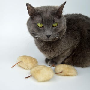 May include: A gray cat with green eyes stares intently at four beige, furry toy mice. The mice have brown tails and are scattered on a white surface.