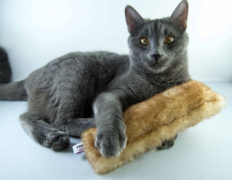 K&ouml;nnte beinhalten: Eine graue Katze mit gelben Augen liegt auf einem braunen, flauschigen Spielzeug. Die Katze schaut direkt in die Kamera.