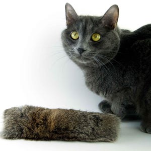 May include: A gray cat with yellow eyes looks at a rectangular cat toy made of gray and brown fur. The cat is positioned to the right of the toy against a white background.