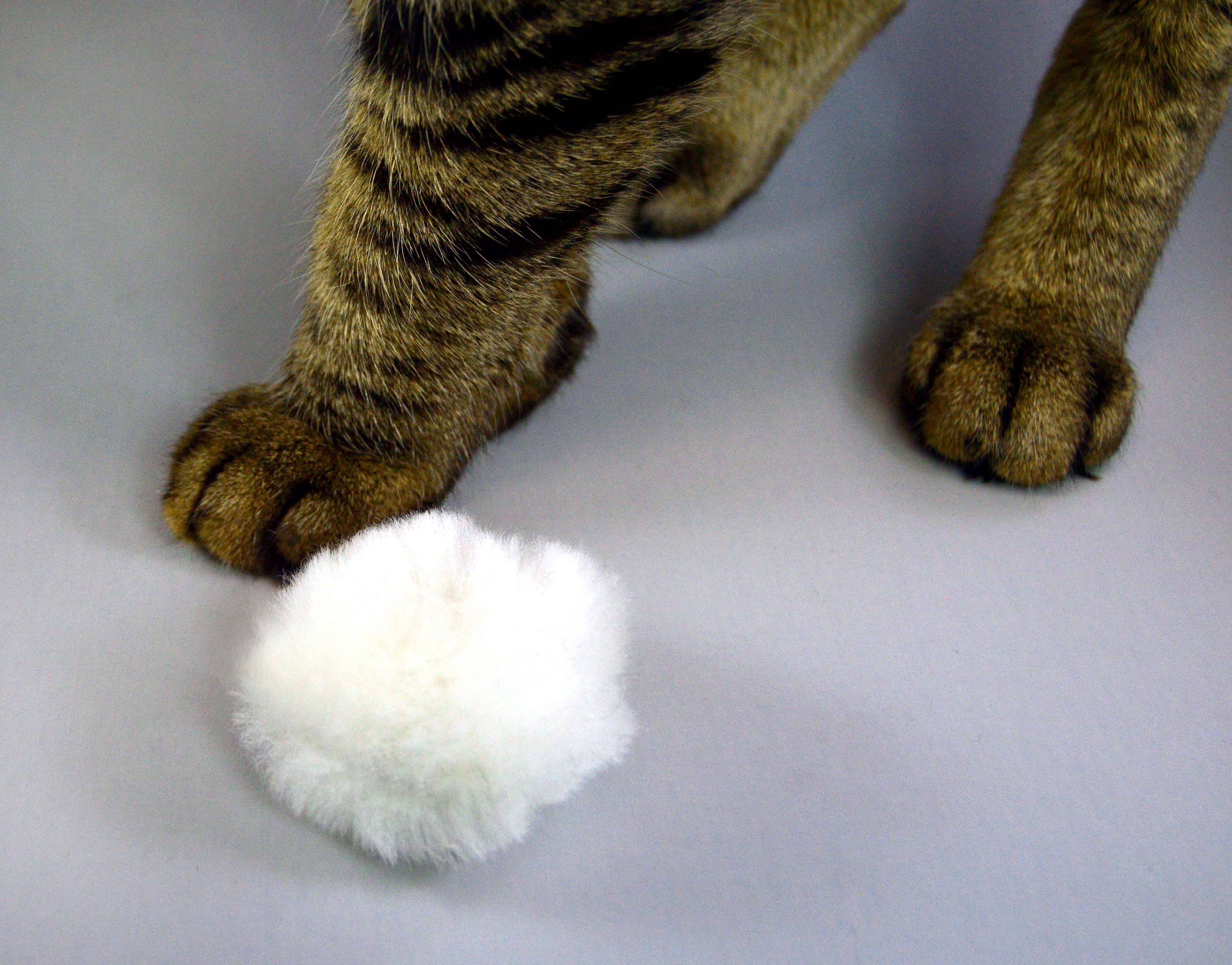 Cat Fetch Toy Catnip Toy Cat Chase Toy Rattle Cat Toy Etsy
