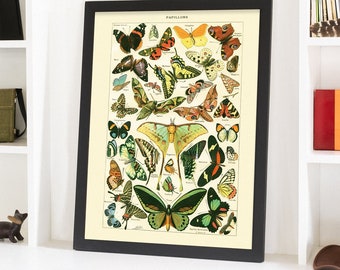 Vintage Butterfly Typology Poster: Nature Illustration, Entomology Art