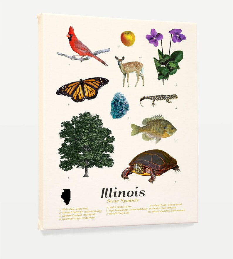 Illinois State Symbols Typology Illinois Illinois Poster - Etsy