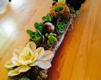 Succulent driftwood 16"