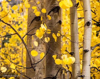 Colorado Aspen Trees in the Fall