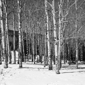 Aspens en blanco y negro