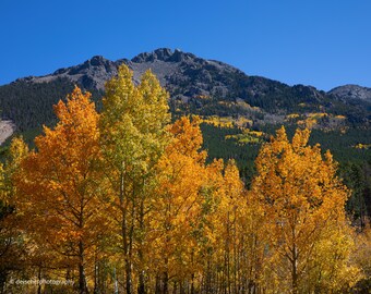 Changing Colors of the Aspens in the Fall in Colorado