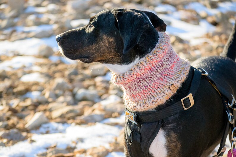 The CLASSIC knit scarf knitwear dog scarf warm dog Etsy