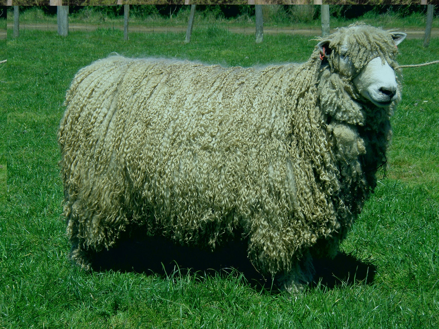 English Leicester raw wool fleeces unwashed 3kg Etsy