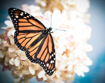 Butterfly Photography, Monarch Photograph, Living Room Decor, Hydrangea Photo, Nature Photograph