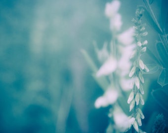 Ethereal Flower Photograph, Dreamy Blue Floral Photography, Cyan Blue Nature Photo, Fine Art Botanical Photo Print