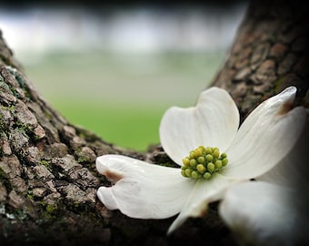 Dogwood Flower Photo Print, Metallic Spring Floral Photography