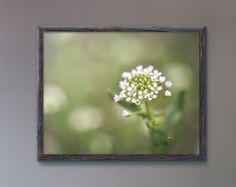 White Wildflower Floral Photography, Flower Photograph, Botanical Bedroom Wall Art, Fine Art Nature Picture, Macro Flower Photo Print