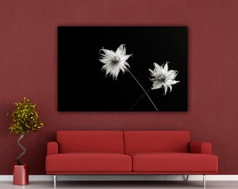 Modern Minimalist Still Life Photograph, Black & White Nature Photography, Clematis Flower Seed Horizontal Wall Art, Fine Art Photo Print