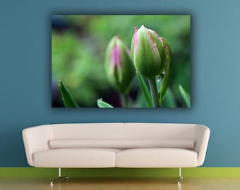 Tulip Flower Photograph, Spring Flower Photography, Green Tulip Bud Botanical Horizontal Wall Art, Fine Art Nature Photo Print