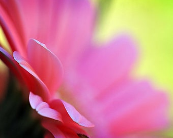 Pink Flower Photograph, Gerbera Daisy Floral Photography, Fine Art Nature Photo Print, Botanical Bedroom Living Room Office Lobby Wall Decor