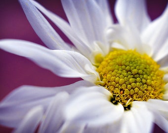 White Daisy Flower Photography, Nature Picture, Floral Home Decor, Horizontal Wall Art, Fine Art Photograph, Botanical Close Up Photo Print