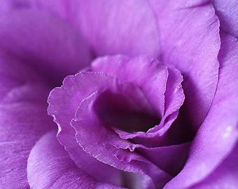 Violet Purple Flower Photograph, Horizontal Wall Art, Botanical Macro Photography, Abstract Fine Art Nature Photo, Floral Photo Print