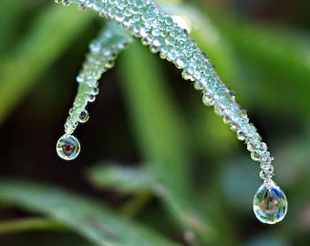 Dew Drops In Grass Macro Photograph, Water Drop Photography, Fine Art Nature Photography Gift Bedroom Living Room Office Lobby Wall Decor