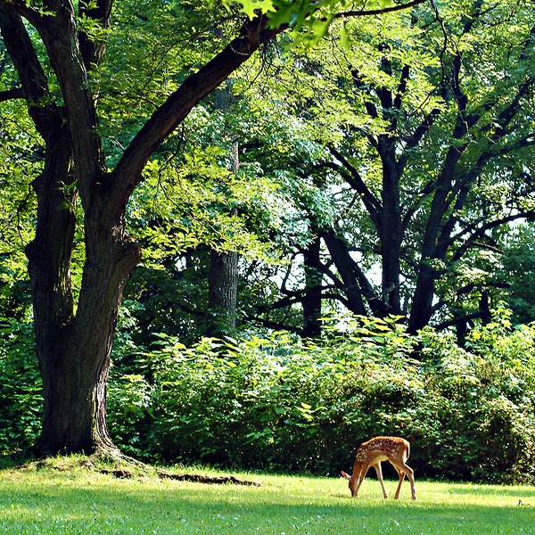 Deer Photograph, Nature Photograph, Photo Prints, Fine Art Photography, Art Lovers Gift, Nursery Bedroom Living Room Office Lobby Wall Decor