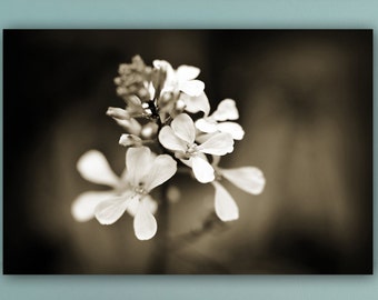 Sepia Flower Photograph, White Floral Photography, Monochromatic Brown Fine Art Nature Photo Print