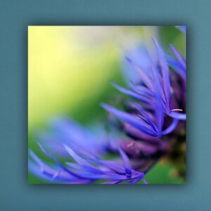 May include: A close-up photograph of a purple flower with delicate petals. The flower is in focus, while the background is blurred and out of focus.