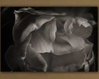 Sepia Peony Flower Print, Abstract Floral Photography, Monochrome Wall Art