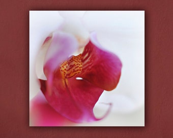 Orchid Photograph, White and Pink Orchid Flower Photography, Botanical Home Decor, Bedroom Wall Art, Fine Art Nature Square Photo Print