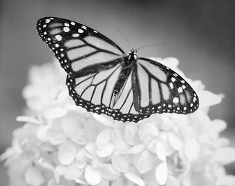 Ethereal Butterfly Photography, Monarch Photograph, Fine Art Black and White Nature Photo Print