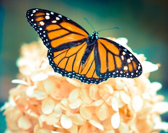 Butterfly Photography, Monarch Photograph, Hydrangea Picture, Living Room Decor, Bedroom Wall Art, Vertical Wall Art, Nature Photograph