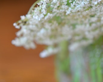 Queen Anne's Lace Flower Photograph, Still Life Floral Photography, White Lace Flowers in a Jar Botanical Photo Print for your living Room