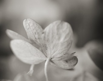 Hydrangea Flower Photograph, Black and White Metallic Floral Print