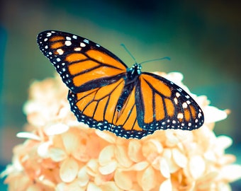 Butterfly Photography, Monarch Photograph, Butterfly Perched on an Orange Hydrangea Picture, Living Room Wall Art, Nature Photograph