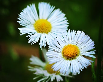 White Wildflower Metallic Photo Print, Floral Wall Art