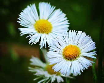 White Flower Photograph, Wild Daisy Photography Floral Photo Print Bedroom Living Room Office Lobby Wall Decor, Flower Lovers Gift