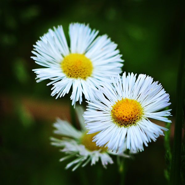 White Flower Photograph, Wild Daisy Photography Floral Photo Print Bedroom Living Room Office Lobby Wall Decor, Flower Lovers Gift