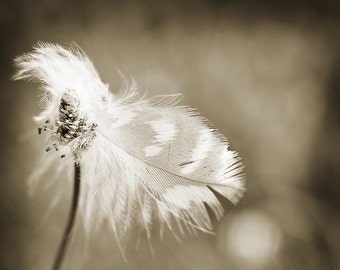 Close Up Sparrow Feather Photography, Nature Photograph, Fine Art Bird Feather Nature Photo Print Living Room Office Decor