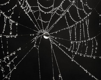 Gothic Spider Web Photography, Close up Dew Covered Cobweb Photograph, Fine Art Photo Print