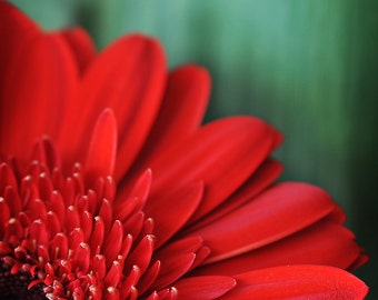 Red Flower Photograph, Red Gerbera Daisy Picture, Teal and Red Fine Art Floral Photography, Vertical Wall Art, Gerber Daisy Photo Print