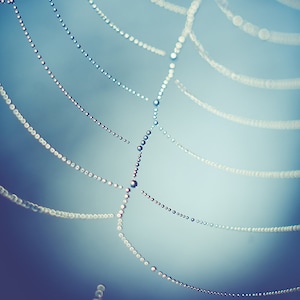 Macro Cobweb Photography,  Nature Photo Print, Dew Drops and Spider Web Photograph Bedroom living Room wall decor