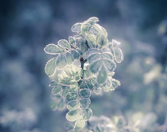 Fine Art Nature Photography, Morning Frost Covered Leaves Photograph, Ethereal Photo Prints, Art Lovers Gift Living Room Office Wall Decor