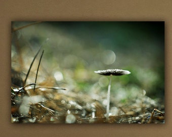 Mushroom Woodland Photograph, Macro Photography, Nature Photograph, Close Up Toadstool Photo Print