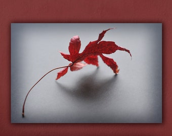 Red Leaf Photograph, Modern Still Life Autumn Photography, Minimal Living Room Decor, Fine Art Nature Photo Print