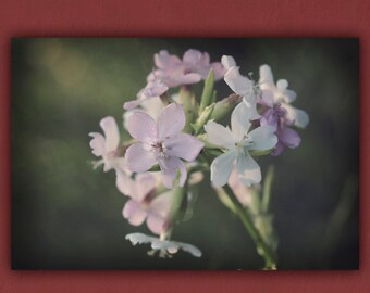 Pink Phlox Flower Photograph, Vintage Floral Nature Photo Print