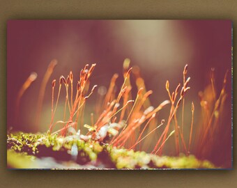 Ethereal Woodland Photograph, Dreamy Golden Fairyland Moss macro Photography, Nature Horizontal Wall Art, Nature Fine Art Nature Photo Print