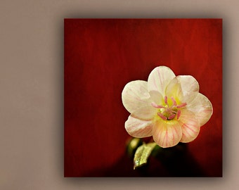 Red and White Flower Photograph, Minimal Flower Photography, Marsala Square Photo Print, Floral Still Life Wall Art, Minimlist Photograph