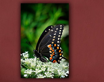 Czarny motyl jaskółczy ogon, metaliczny wydruk artystyczny, fotografia przyrodnicza