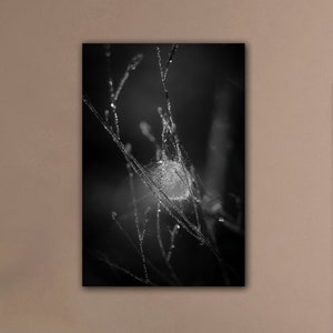 May include: A black and white photograph of a spider's web covered in dewdrops, hanging from a branch.